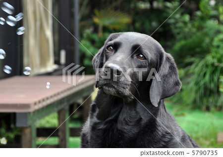 拉布拉多獵犬 拉布拉多獵犬 5790735