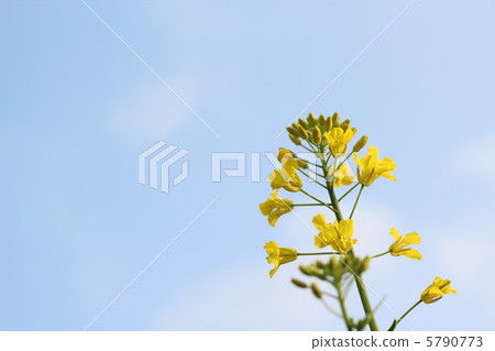 Sky and rape blossoms 5790773