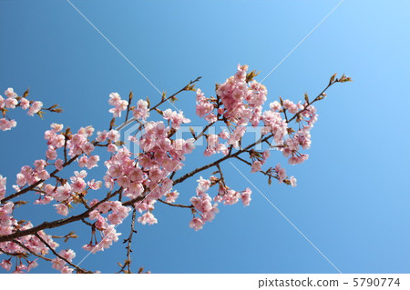 Okono cherry tree 5790774