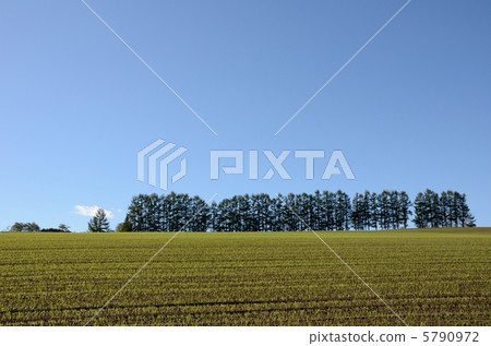 Mild Seven Hills 5790972