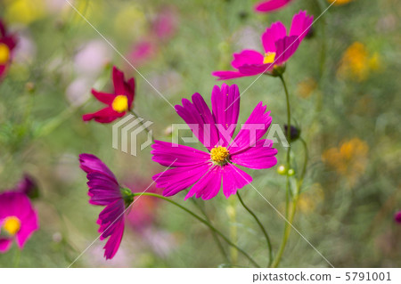 Cosmos 5791001