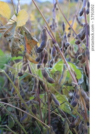 Withered soybean 5791002