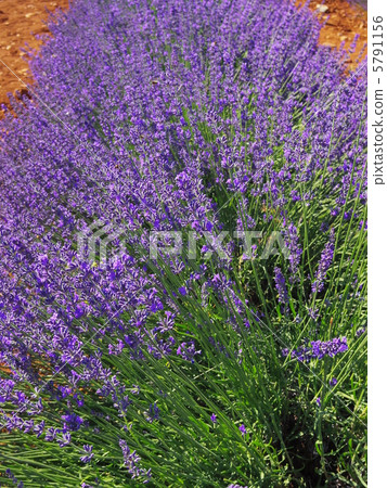 薰衣草田1 5791156