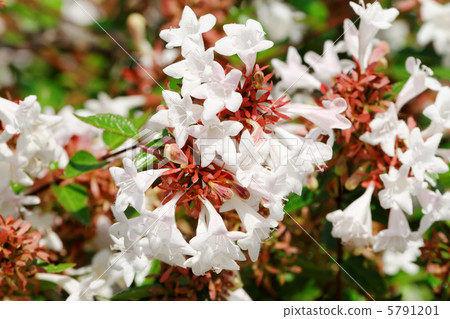 Sumidagawa Super small flower blooming along the embankment · Averia 5791201