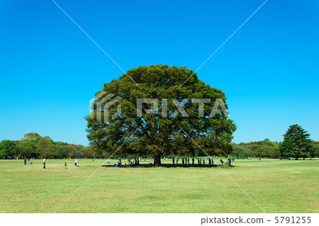 The big zelkova trees and the blue sky of Showa Memorial Park 5791255