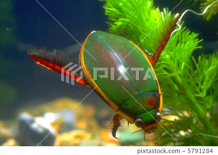 Genghrow Genghrow 5791284