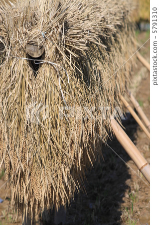 水稻收割 5791310