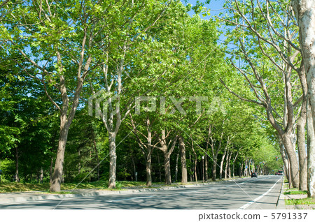 Plantanous trees Plantanous trees 5791337