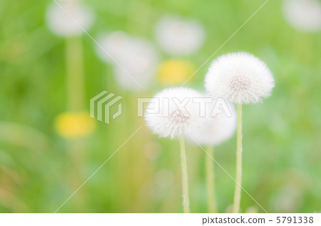 蒲公英絨毛 5791338