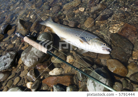 褐鱒釣魚 5791444