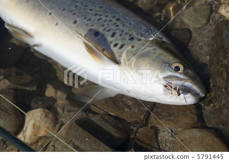 褐鱒釣魚 褐鱒釣魚 5791445
