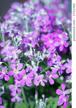 My name is Oki Sakuragi Primula Maracoides. 5791480