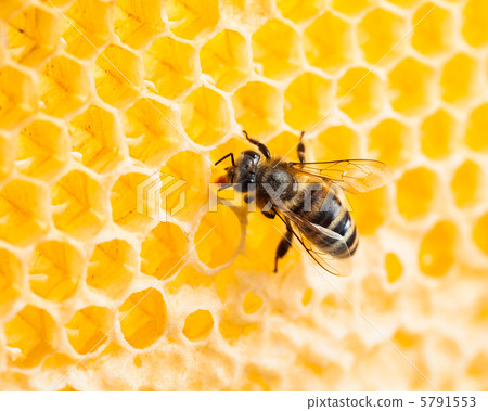 bee working in honeycomb macro shot 5791553