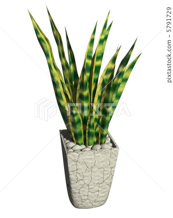 Sansuberia·Laurentie Sansuberia·Laurentie 5791729