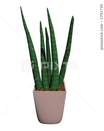 Sansuberia·Stucky Sansuberia·Stucky 5791730