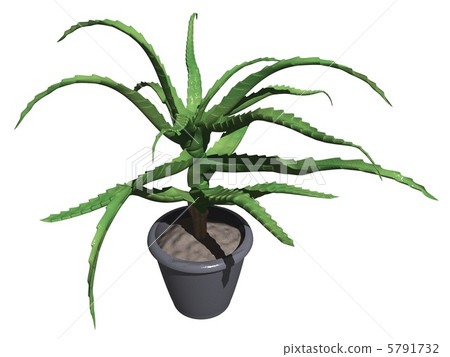 Aloe vera 5791732