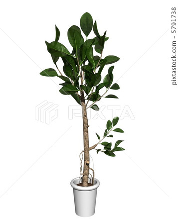 橡膠樹 5791738