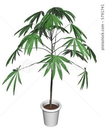 Indian almond 5791741