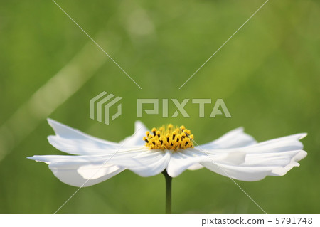 Morning dress 5791748