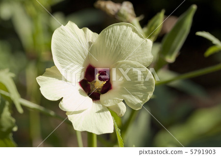 秋葵的花 5791903