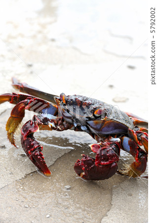 Close up of live crab Close up of live crab 5792002