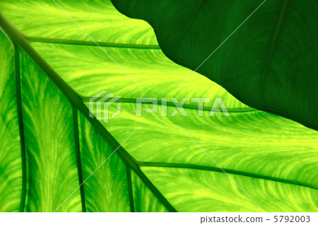natural, macro, fresh 5792003