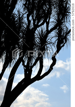 Old Nolina recurvata Hemsl. -  silhouette 5792018