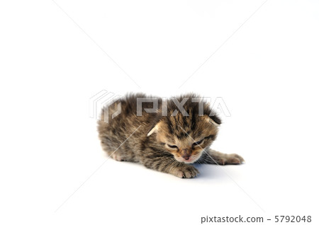 Little cat over white background 5792048