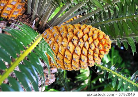 Cycad cone, Encephalartos Transvenosus - Monte Palace botanical garden, Monte, Madeira 5792049