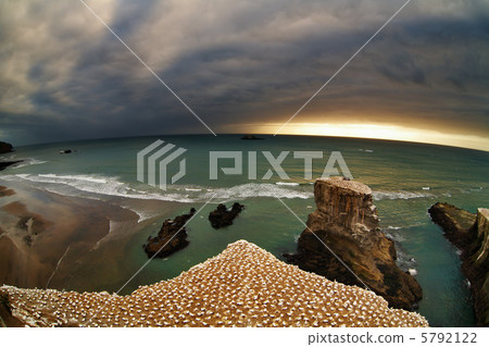 Gannet colony, New Zealand Gannet colony, New Zealand 5792122