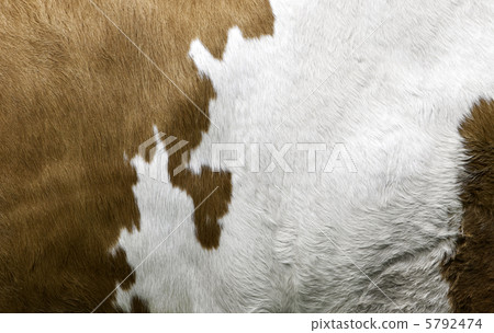 Texture of a Cow Coat 5792474