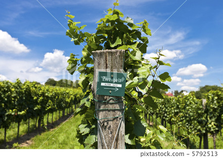 Vineyard of Zweigelt grape 5792513