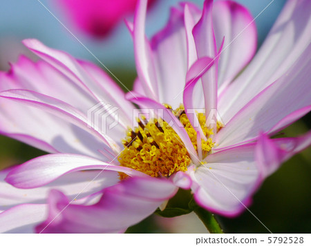 Fall cherry tree Fall cherry tree 5792528