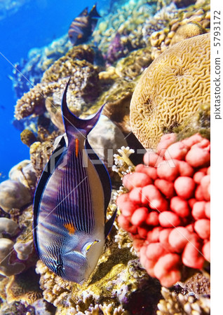 Coral and fish in the Red Sea.Fish-surgeon. Coral and fish in the Red Sea.Fish-surgeon. 5793172