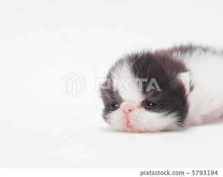 Persian Cat S Baby Stock Photo