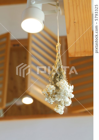 Dried flower  5793325