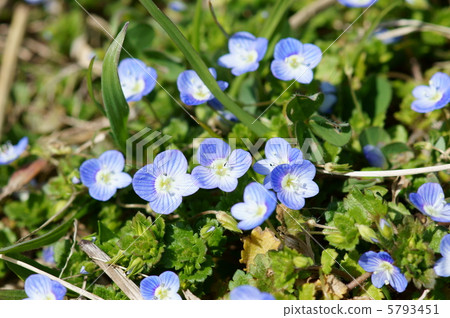 大狗的陰囊很漂亮，但它是Ooinunnovi。 5793451