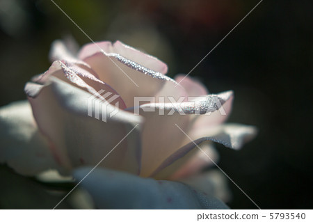 Rose first love Rose first love 5793540