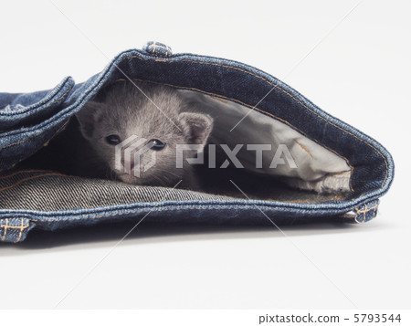 Russian Blue kittens and jeans Russian Blue kittens and jeans 5793544