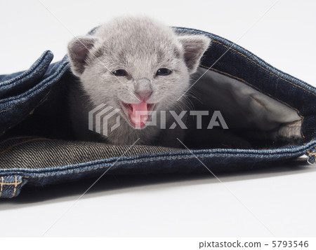 Laughing Russian Blue kittens and jeans Laughing Russian Blue kittens and jeans 5793546