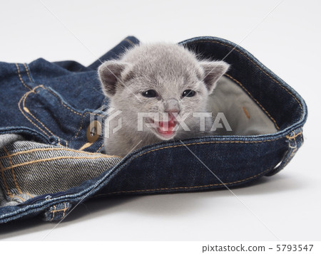 Russian Blue kittens and jeans Russian Blue kittens and jeans 5793547