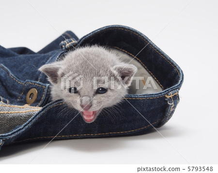 Russian Blue kittens and jeans Russian Blue kittens and jeans 5793548