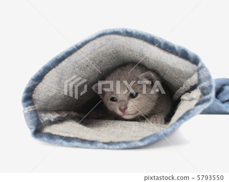 Kittens looking down from the hem of the jeans Kittens looking down from the hem of the jeans 5793550