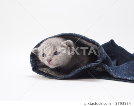 Russian Blue kitten looking down from the hem of the jeans Russian Blue kitten looking down from the hem of the jeans 5793584