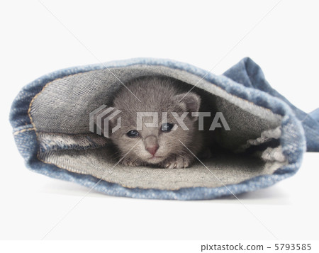 Russian Blue kitten looking down from the hem of the jeans Russian Blue kitten looking down from the hem of the jeans 5793585