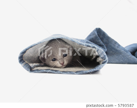 Russian Blue kitten looking down from the hem of the jeans Russian Blue kitten looking down from the hem of the jeans 5793587
