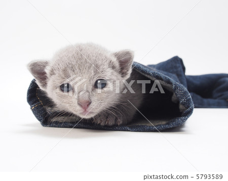 Russian Blue kitten looking down from the hem of the jeans Russian Blue kitten looking down from the hem of the jeans 5793589
