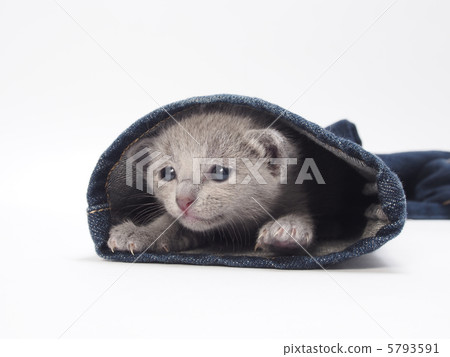 Russian Blue kitten looking down from the hem of the jeans Russian Blue kitten looking down from the hem of the jeans 5793591