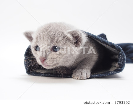 Russian Blue kitten looking down from the hem of the jeans Russian Blue kitten looking down from the hem of the jeans 5793592