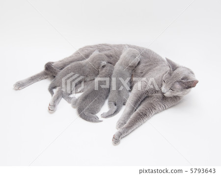 Mother of Russian Blue who breasts to three kittens Mother of Russian Blue who breasts to three kittens 5793643